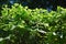 Wild Hops Growing in Tree Canopy