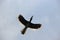 A wild hornbill Bucerotidae taken in flight on Pulau Pangkor, Malaysia