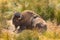 Wild horned Buffalo resting in grass field