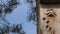 Wild hornet wasp flying into wooden bird nesting box in pine. 4K