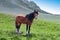 Wild horse animal