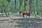 Wild horse in the area of Gentry Outlook, Apache Sitgreaves National Forest, Arizona, United States