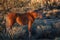 Wild Horse in the Arizona Desert