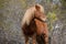 Wild horse - Assateague Island National Seashore