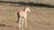 Wild Horse Baby Foal on Sykes Ridge in the Pryor Mountains Wild Horse Range on the border of Wyoming and Montana USA