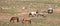 Wild Horse Band Stallions fighting in the middle of their herd in the Pryor Mountains Wild Horse Range in Montana USA