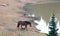 Wild Horse - Bay Roan Stallion at waterhole in the Pryor Mountains Wild Horse Range in Montana USA