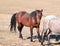 Wild Horse Bay Stallion with Strawberry Red Roan Mare on Sykes Ridge in the Pryor Mountains Wild Horse Range