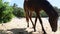 Wild horse on the beach in Vieques, Puerto Rico