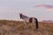 Wild Horse in a Beautiful Utah Desert Sunset