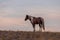 Wild Horse in a Beautiful Utah Sunset
