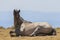 Wild Horse Bedded in the Desert