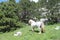 Wild horse on the Biokovo mountain