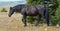 Wild Horse Black Band Stallion in the Arrowhead / Pryor Mountains in