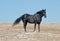Wild Horse Black Band Stallion with white star on forehead on Sykes Ridge above Teacup Bowl in the Arrowhead / Pryor Mountains in