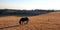 Wild Horse Black Mare on Sykes Ridge above Teacup Bowl in the Arrowhead / Pryor Mountains in Montana â€“ Wyoming