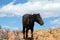 Wild horse black stallion feeding on sparse grass in the in high desert of the western USA