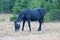 Wild Horse - Blue Roan Black Stallion in the Pryor Mountains Wild Horse Range in Montana USA