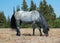 Wild Horse Blue Roan colored Band Stallion feeding in the Pryor Mountains Wild Horse Range in Montana â€“ Wyoming