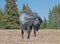 Wild Horse Blue Roan colored Band Stallion in the Pryor Mountains Wild Horse Range in Montana â€“ Wyoming