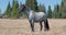 Wild Horse Blue Roan colored Band Stallion in the Pryor Mountains Wild Horse Range in Montana â€“ Wyoming