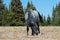 Wild Horse Blue Roan colored Band Stallion in `snaking` posture in the Pryor Mountains Wild Horse Range in Montana