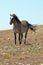 Wild Horse Blue Roan colored Band Stallion standing on Sykes Ridge above Teacup Bowl in the Pryor Mountains in Montana â€“ Wyoming