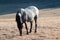 Wild Horse Blue Roan colored Band Stallion on Sykes Ridge above Teacup Bowl in the Pryor Mountains in Montana â€“ Wyoming