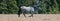 Wild Horse Blue Roan Stallion in the Pryor Mountains Wild Horse Range in Montana â€“ Wyoming