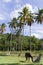 Wild horse browse near coconut palms