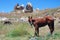 Wild horse in Cappadocia
