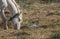 Wild Horse and Cattle Egret