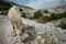 Wild horse in croatian mountains, Biokovo National Park