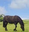 Wild horse dark brown color on grass