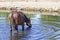 Wild Horse Drinking Water