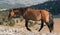 Wild Horse Dun Buckskin Stallion on Tillett Ridge above Teacup Bowl in the Pryor Mountains in Montana â€“ Wyoming