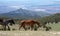 Wild horse - Dun mare walking above the Big Horn Canyon in the Pryor Mountain wild horse reserve in the western USA