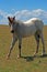 Wild Horse Dun Roan Yearling Mustang Mare