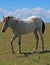 Wild Horse Dun Roan Yearling Mustang Mare