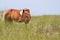 Wild Horse on Dune