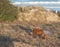 Wild horse on dune beside Outer Banks, North Carolina ocean beach