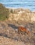 Wild horse on dune beside Outer Banks, North Carolina ocean beach