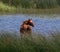 Wild Horse in Evros Delta, Greece