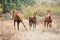 Wild horse family