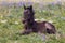 Wild Horse Foal Bedded in the Pryor Mountains in Summer