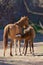 Wild Horse Foal Nursing