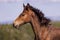 Wild Horse Foal Portrait in the Pryor Mountains Montana in Summer