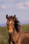 Wild Horse Foal Portrait in the Pryor Mountains in Summer