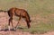 Wild Horse Foal in the Pryor Mountains Montana in Summer