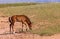 Wild Horse Foal in Summer in the Pryor Mountains in Summer